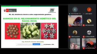 Fortalecimiento de Capacidades de la Cadena Productiva del Sacha Inchi